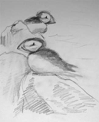 gina_wright_puffins_on_rock_isle_of_may_pencil_sketch.jpg